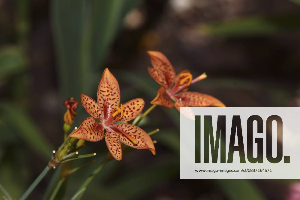 Leopardenlilie (Iris domestica, Syn. Belamcanda chinensis), Puerto de Mogan, Gran Canaria, Spanien Leopard lily (Iris domestica, syn. Belamcanda chinensis), Puerto de Mogan, Gran Canaria, Spain