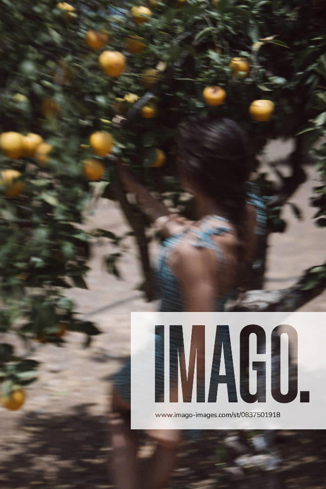 Woman is picking fresh citrus fruits from trees in a peaceful orchard on a sunny day A woman collecting ripe yellow citrus fruits from trees in a sunny orchard, showing the beauty of farm life, model released, , 60568950.jpg RECORD DATE NOT STATED