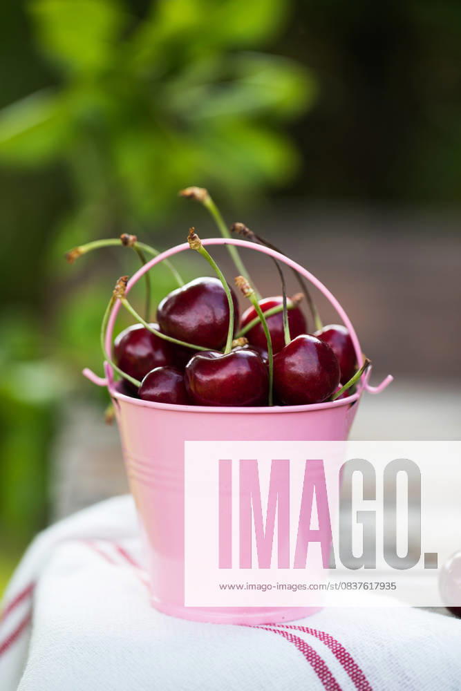 Reife Kirschen in einem rosa Metalleimer in einem grünen Garten. Platz zum Kopieren. Ripe cherries in a metal pink bucket in a green garden. Copy space. High quality photo (License=RF)