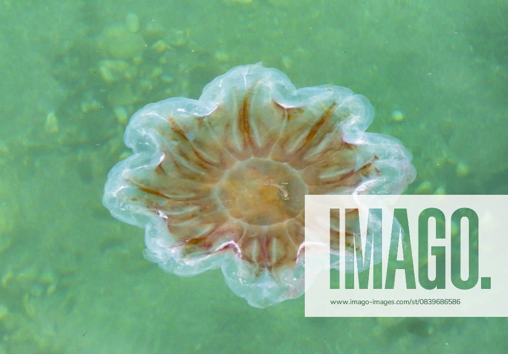 Compass jellyfish, Compass Jellyfish Chrysaora hysoscella , swims to the Water surface, Supervision, Norway, Troms, Sandnessand Compass jellyfish, Red BANDED Jellyfish Chrysaora hysoscella , Swimming AT The Water surface, View from above, Norway, Troms, Sandnessand BLWS736821