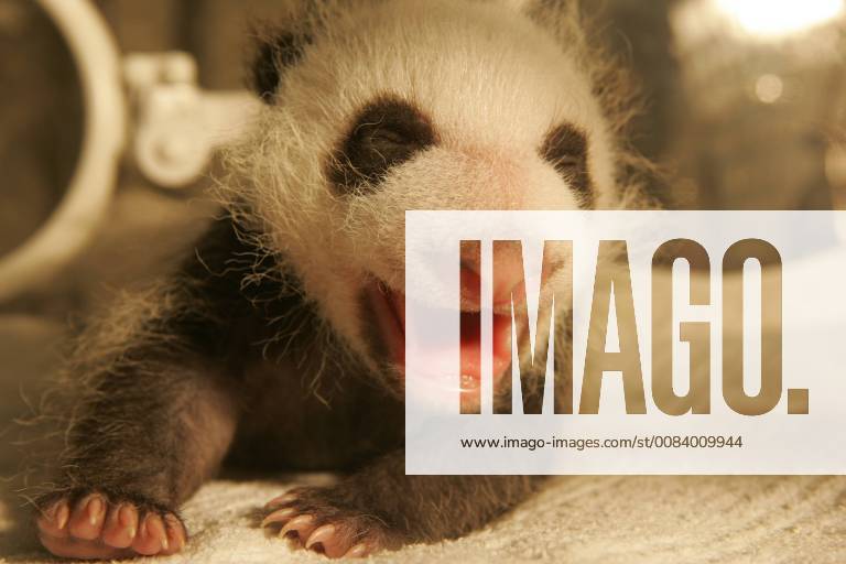Chengdu, Chengdu, China - Chengdu, CHINA-26th June 2018: Cute baby panda at Chengdu Research Base of Giant Panda Breeding in Chengdu, southwest China s Sichuan Province. Chengdu China - ZUMAs145 20180626_zaa_s145_093