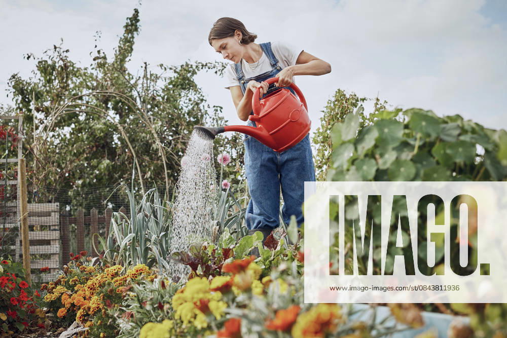 Smiling person watering flowers with red watering can in London allotment model released, Symbolfoto property released, PWF01541