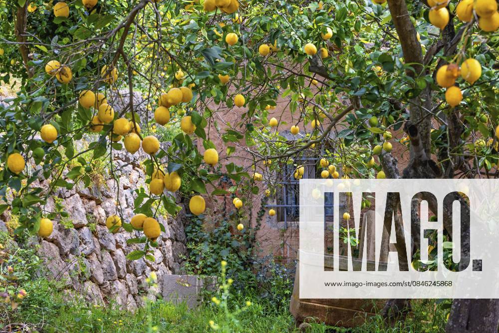 Reife gelbe Zitronen hängen an Ästen in einem Garten neben einem alten Haus, Soller, Mallorca, Spanien Ripe yellow lemons hanging from tree branches in a garden by an old house, Soller, Mallorca, Spain