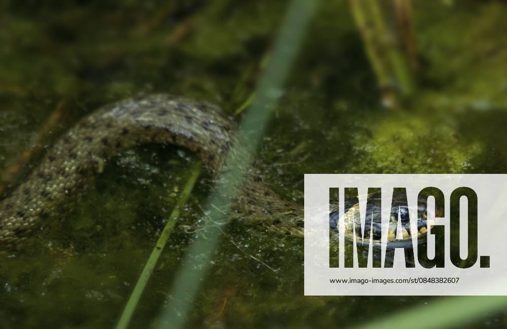 Ringelnatter Natrix natrix Grass snake Natrix natrix