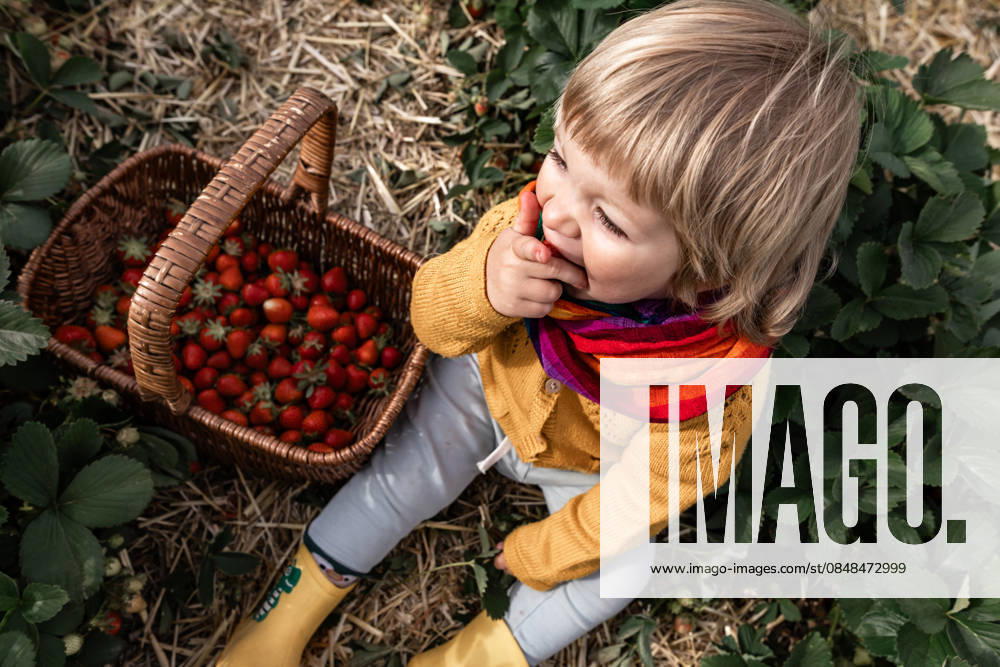 Child hand-picking strawberries in rural field living eco-friendly lifestyle model released, Symbolfoto, ALPF00013
