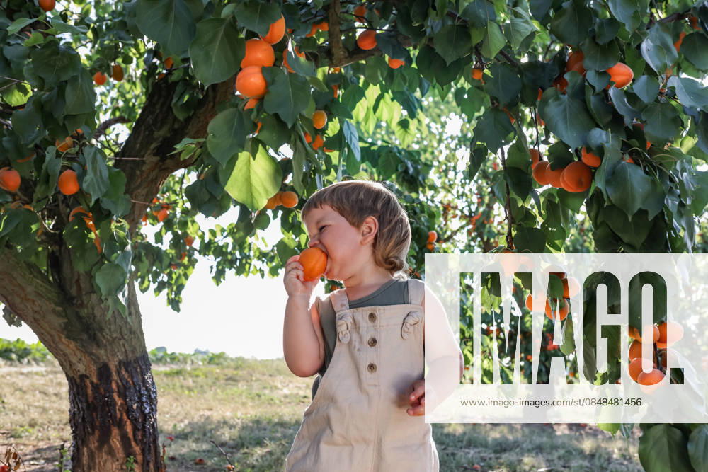 Child eating apricot in orchard during summer harvest outdoors model released, Symbolfoto, Mainz RLP Germanz ALPF00035