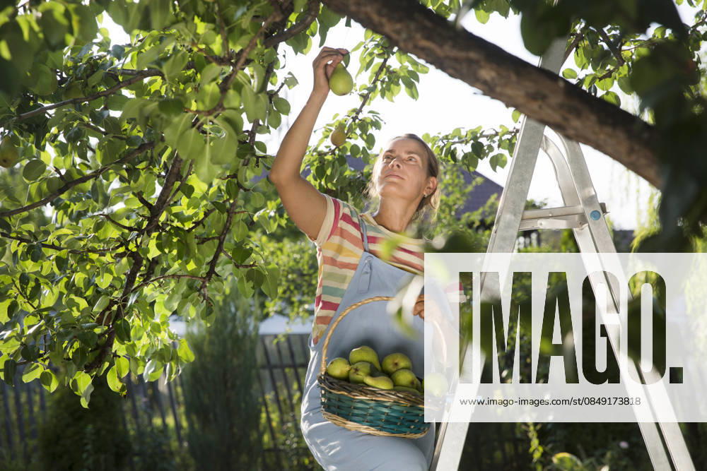 Bäuerin beim Ernten reifer Birnen im Obstgarten woman farmer harvesting ripe pears in fruit garden (License=RF) ,model released, Symbolfoto