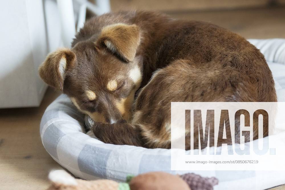 Brauner Köterwelpe schläft in einem gemütlichen Hundebett Brown mutt puppy sleeping in a cozy dog bed