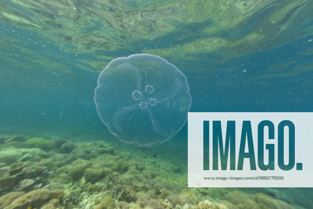 Exploring the underwater world featuring an Asian moon jellyfish in Raja Ampat, Papua, Indonesia