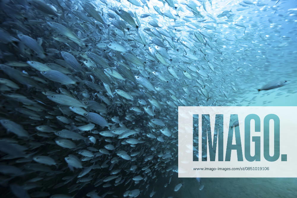 Los Islotes Sea Lion Colony, La Paz Mexico, Mexico Baja California Peninsula A large school of fish swimming in the ocean with light filtering through the water. La Paz, Baja California Sur, Mexico La Paz Mexico Mexico, Mexico Baja California Peninsula leke18139