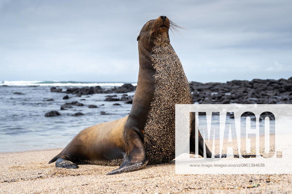Ein Seelöwe genießt die friedliche Umgebung des Strandes Playa Loberia auf der Insel San Cristobal, Galapagos, Ecuador A sea lion enjoys the peaceful surroundings of Playa Loberia beach on San Cristobal Island, Galapagos, Ecuador (License=RF)