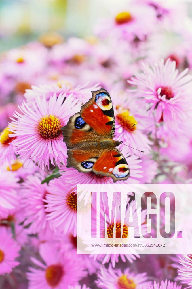 Hintergrund mit herbstlich-rosa Chrysanthemen oder Astern und einem wunderschönen Europäischen Pfauenaugen-Schmetterling (lateinischer Name: Inachis io), bezaubernde Naturlandschaft - Bildmontage autumn pink chrysanthemum or aster flowers background with beautiful european peacock butterfly (latin name inachis io), lovely landscape of nature (License=RF)