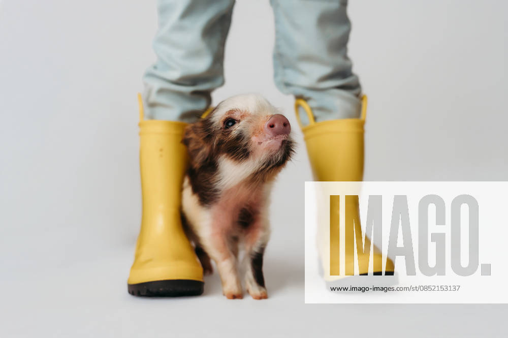 Little girl holding umbrella and pig wearing a rain coat Beaver, West Virginia, United States CR_ZVBJ260329-1988936-01 ,model released, Symbolfoto