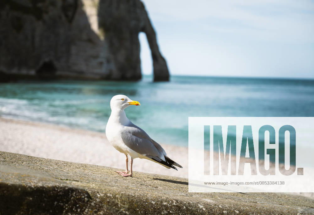 Seagull near Etretat famous cliff arch by Atlantic ocean Étretat, Normandy, France CR_PJJZ26041137-1994793-01