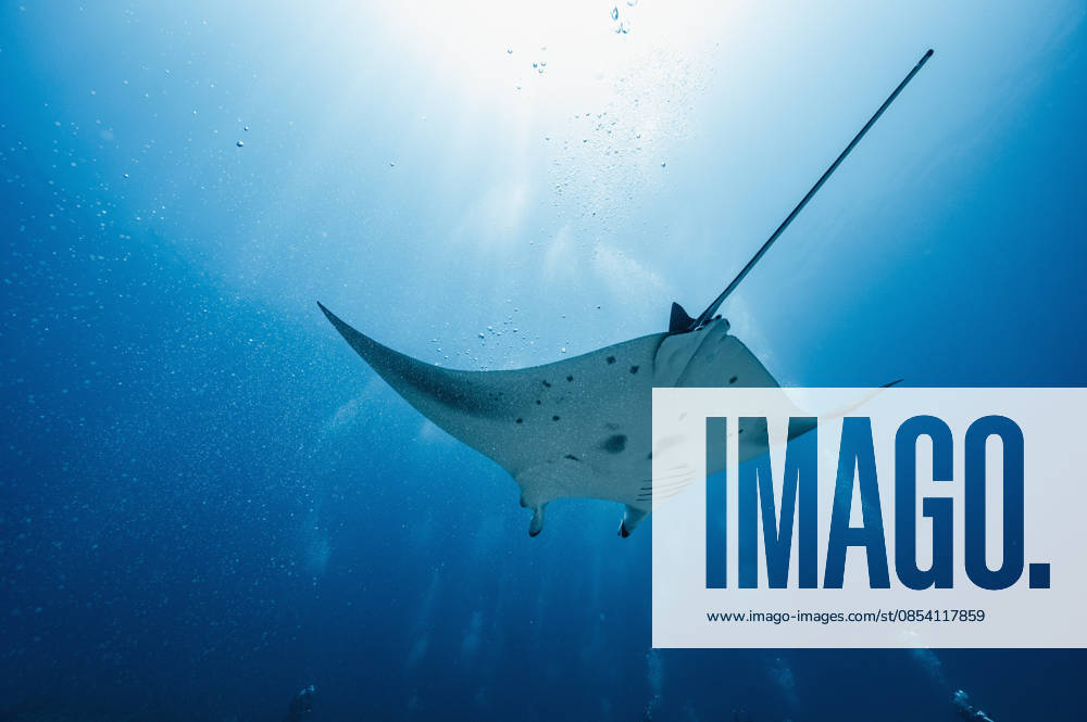 Manta ray at the Indian Ocean in the southern Maldives Addu City, Addu City, Maldives CR_THHE260417B-1979371-01