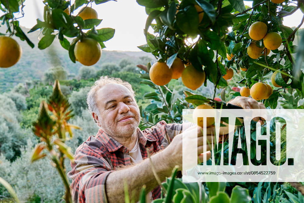 Man harvesting oranges in a Mediterranean home garden model released, Symbolfoto, CATF00907