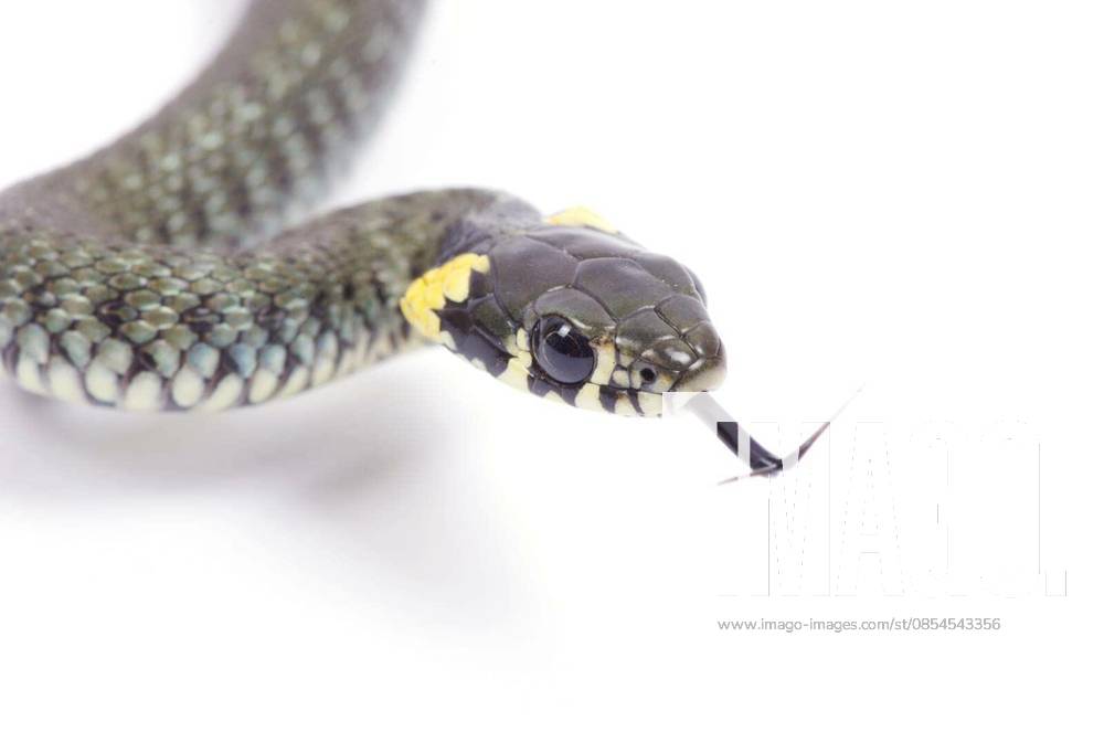 Snake isolated on white background