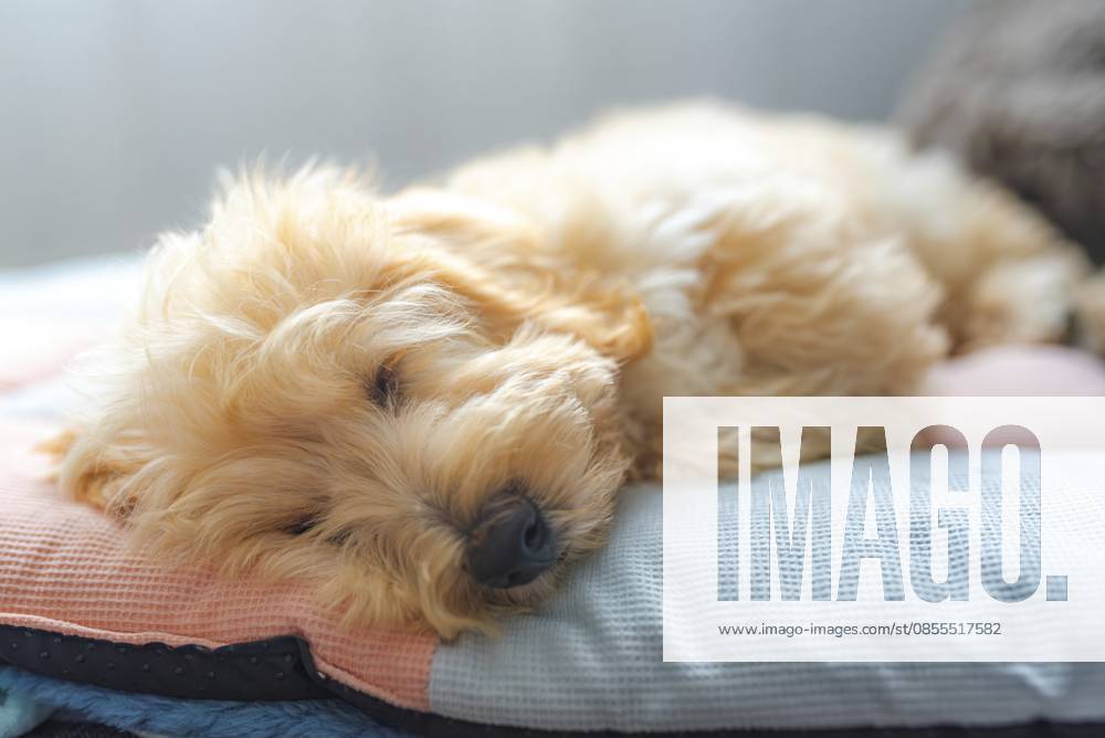 Der entzückende Malipoo Welpe schläft friedlich auf einem weichen Hundebett im Haus. Süße, ruhige Stimmung, Graz, Österreich Adorable Malipoo puppy sleeps peacefully on soft dog bed indoors. Sweet, calm mood, Graz, Austria