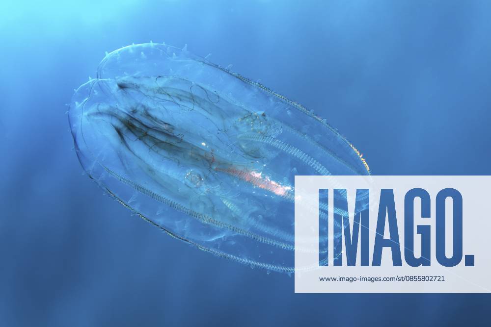 Rippenqualle (Leucothea multicornis oder Leucothea pulchra), im Blauwasser, Rotes Meer, Makadi Bay, Port Safaga, Ägypten Ribbed jellyfish (Leucothea multicornis or Leucothea pulchra), in blue water, Red Sea, Makadi Bay, Port Safaga, Egypt
