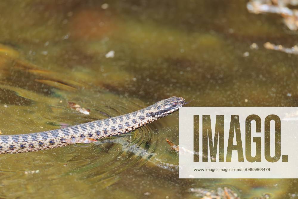 Eine mit Pollen bedeckte Kreuzotter (Vipera berus) schwimmt an einem sonnigen Tag im mit Pollen bedeckten Wasser eines kleinen Teichs. Zunge herausgestreckt. Bayern, Deutschland A common European adder (Vipera berus) covered in pollen swims in the pollen-covered water of a small pond on a sunny day. Tongue out. Bavaria, Germany