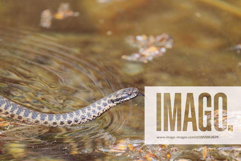 Eine mit Pollen bedeckte Kreuzotter (Vipera berus) schwimmt an einem sonnigen Tag im mit Pollen bedeckten Wasser eines kleinen Teichs. Zunge herausgestreckt. Bayern, Deutschland A common European adder (Vipera berus) covered in pollen swims in the pollen-covered water of a small pond on a sunny day. Tongue out. Bavaria, Germany
