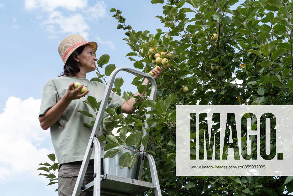 Eine Frau steht auf einer Leiter in einem Obstgarten und pflückt unter blauem Himmel reife grüne Äpfel von einem Obstbaum. Natürlicher, biologischer Gartenbau. Grüner Lebensstil Eine Frau steht auf einer Leiter in einem Obstgarten und pflückt unter blauem Himmel reife grüne Äpfel von einem Obstbaum. Natürlicher, biologischer Gartenbau. Grüner Lebensstil (License=RF) ,model released, Symbolfoto