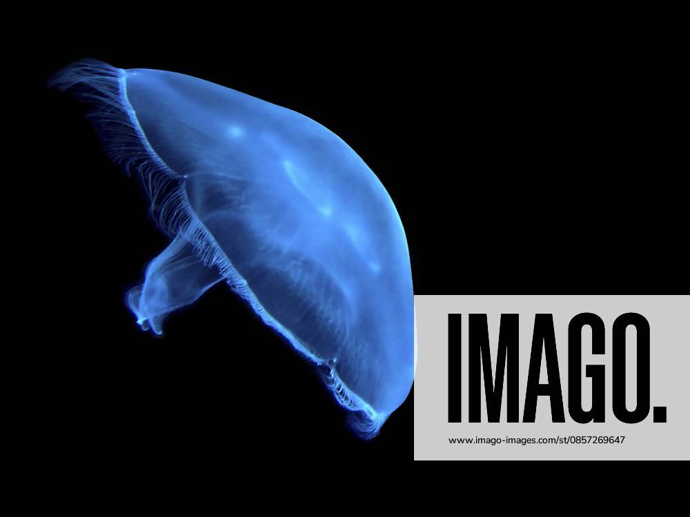 Lumineszierende leuchtende Qualle schwimmt im schwarzen Meerwasser, isolierter Hintergrund, wilder natürlicher Hintergrund Luminescent glowing jellyfish swims in black ocean water isolated background wild natural background