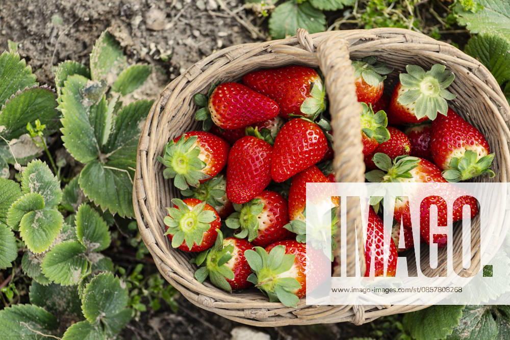 Basket of strawberries in a field. Top view. Basket of strawberries in a field. Top view.