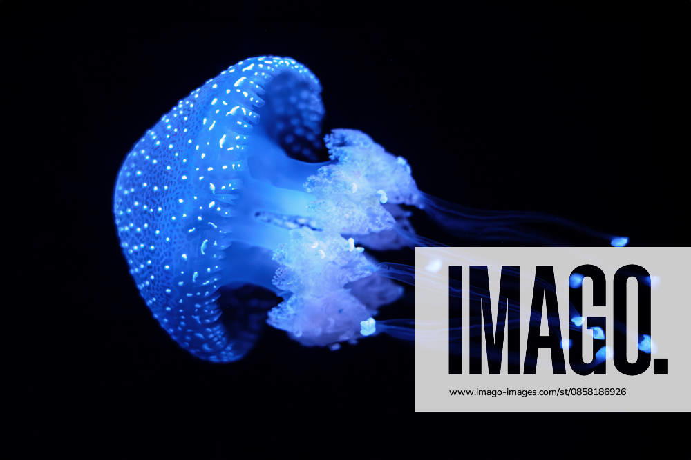 Gepunktete wurzelmundqualle ** floating bell,australian spotted jellyfish,brown jellyfish,white-spotted jellyfish 58d-hgu