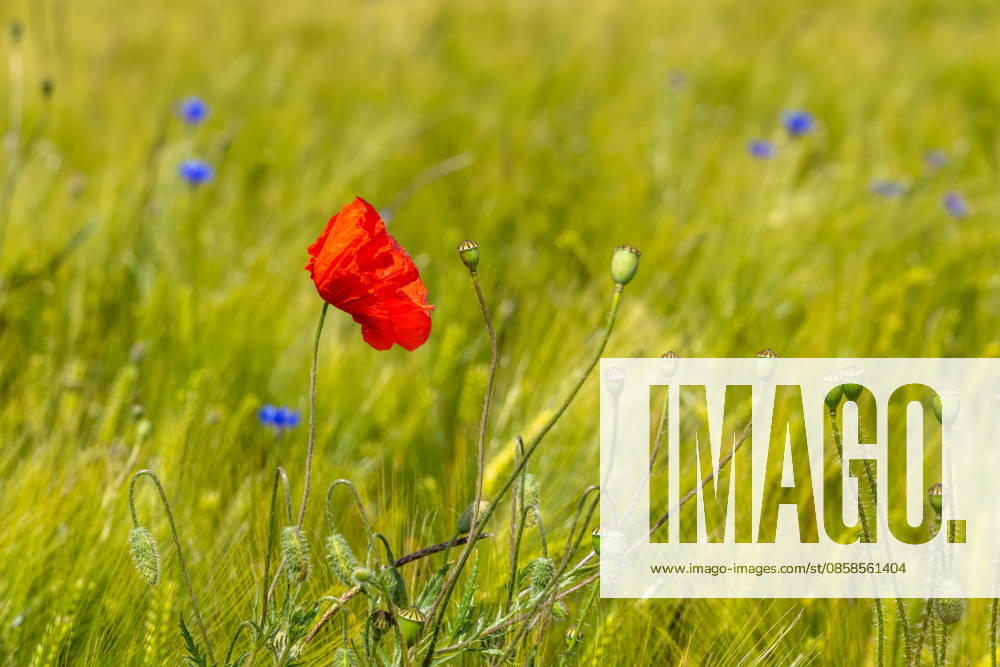 Freundliches Juniwetter Die Sonne scheint auf blühenden Mohn auf einem Feld., Wehrheim Hessen Deutschland