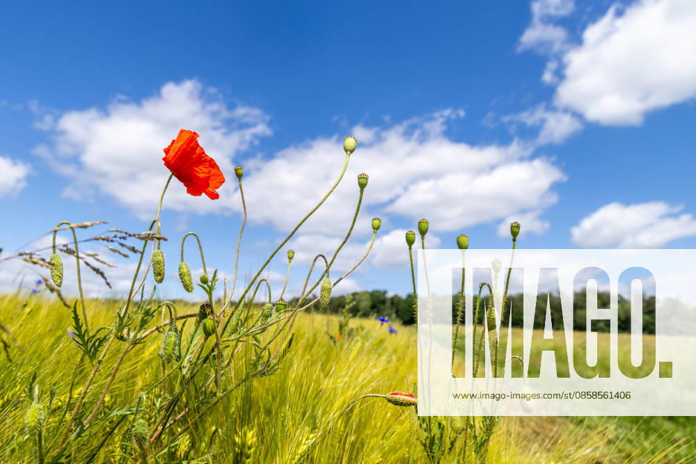 Freundliches Juniwetter Die Sonne scheint auf blühenden Mohn auf einem Feld., Wehrheim Hessen Deutschland