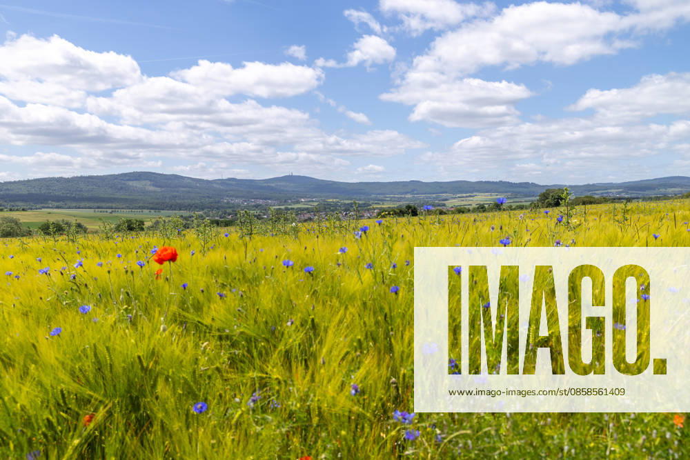 Freundliches Juniwetter Die Sonne scheint auf blühenden Mohn und Kornblumen auf einem Feld., Wehrheim Hessen Deutschland