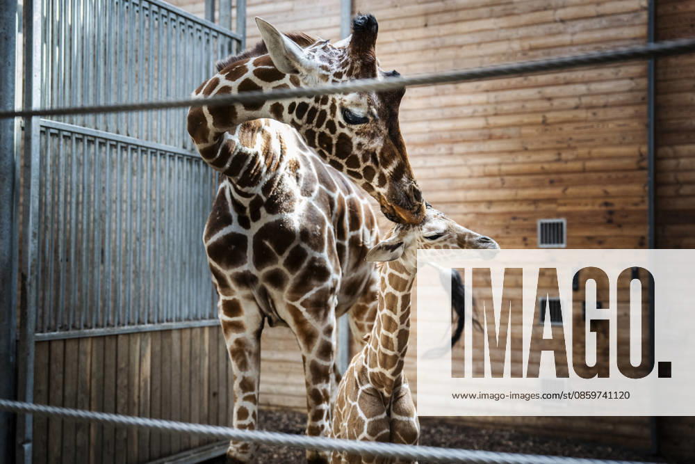 Giraffe calf born at Copenhagen Zoo Newborn giraffe calf in the stable with its mother at Copenhagen Zoo on Monday, June 22, 2026. The birth occurred on Monday, June 22 in the morning. A giraffe is pregnant for about 15 months and gives birth to one calf, which at birth is almost two meters tall and weighs 50-60 kilos. (Photo: Sebastian Elias Uth Ritzau Scanpix) , Denmark