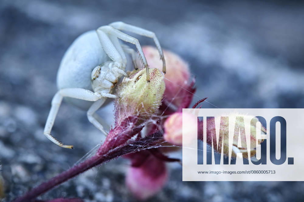 Veränderliche Krabbenspinne ( Misumena vatia ). Veränderliche Krabbenspinne ( Misumena vatia ). 20260624MIC0405