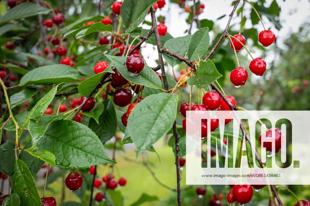 Rain Washed Sour Cherries Hang From Healthy Tree Branches Among Lush Green Summer Leaves.