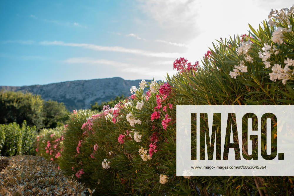 Vibrant pink and white oleander flowers blooming along a lush green Krk, Primorje-Gorski Kotar County, Croatia R_JUCE260712-2077081-01 ,model released, Symbolfoto ,property released