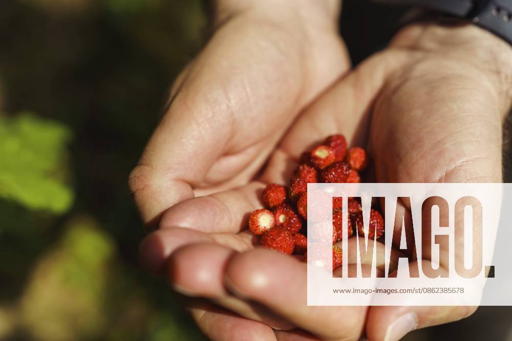 Nahaufnahme der Hände eines Mannes, der im Frühsommer im Wald frisch gepflückte rote Walderdbeeren (Fragaria vesca) hält. Auch bekannt als Walderdbeere, Wald Erdbeere, Alpen Erdbeere, Karpaten Erdbeere oder Europäische Erdbeere. Kleine, leuchtend rote Beeren zeigen ihre natürliche Struktur und ihre Kerne, während sie in den Handflächen vor einem sanft unscharfen grünen Hintergrund im Freien liegen. Ein schlichter, natürlicher Sommermoment und die Köstlichkeit frisch gepflückter Waldfrüchte Close-up of a man s hands holding freshly picked red wild strawberries (Fragaria vesca) in the forest in early summer. Also called wild strawberry, woodland strawberry, Alpine strawberry, Carpathian strawberry or European strawberry. Small bright red