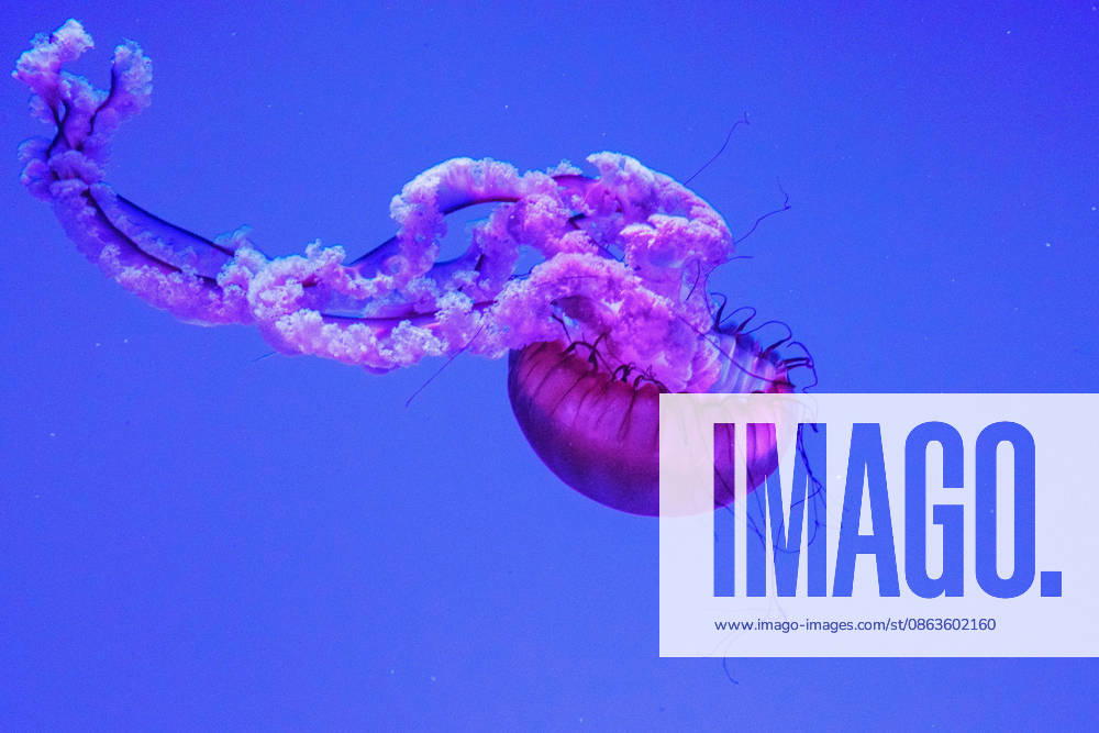 CANADA TORONTO PLANET JELLIES JELLYFISH Close-up view of a Pacific sea nettle jellyfish swimming in a blue-lit tank at Planet Jellies inside Ripley’s Aquarium of Canada in Toronto, Ontario, Canada on April 28, 2023. The reddish-pink jellyfish is consistent with Chrysaora fuscescens, with a translucent bell, frilled oral arms, and trailing tentacles visible in a marine invertebrate exhibit near the CN Tower. Close-up view of a Pacific sea nettle jellyfish swimming in an illuminated blue tank at Planet Jellies inside Ripley’s Aquarium of Canada in Toronto, Ontario, Canada on April 28, 2023. The reddish-pink jellyfish is consistent with Chrysaora fuscescens, with a translucent bell, fringed oral arms, and trailing tentacles visible in a marin