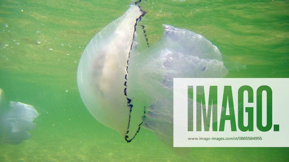 Blue sea jellyfish under water, Ukraine