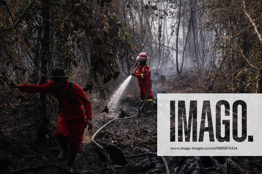 Forest and Peatland Fire in Ogan Ilir, South Sumatra Manggala Agni firefighters work to extinguish a forest and peatland fire in Kebun Raya Sriwijaya, North Inderalaya, Ogan Ilir, South Sumatra, Indonesia, on September 5, 2026. South Sumatra Indonesia