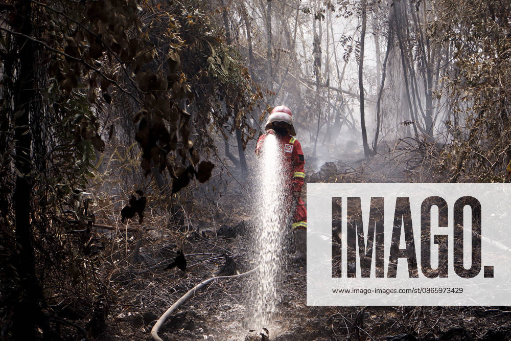 Forest and Peatland Fire in Ogan Ilir, South Sumatra Manggala Agni firefighters work to extinguish a forest and peatland fire in Kebun Raya Sriwijaya, North Inderalaya, Ogan Ilir, South Sumatra, Indonesia, on September 5, 2026. South Sumatra Indonesia