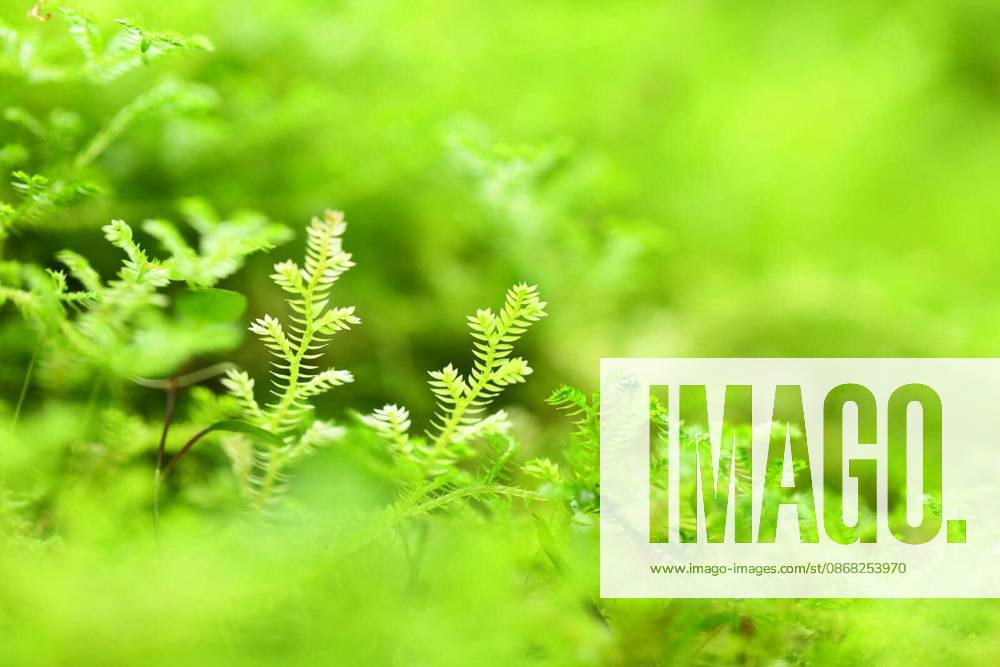 Moss