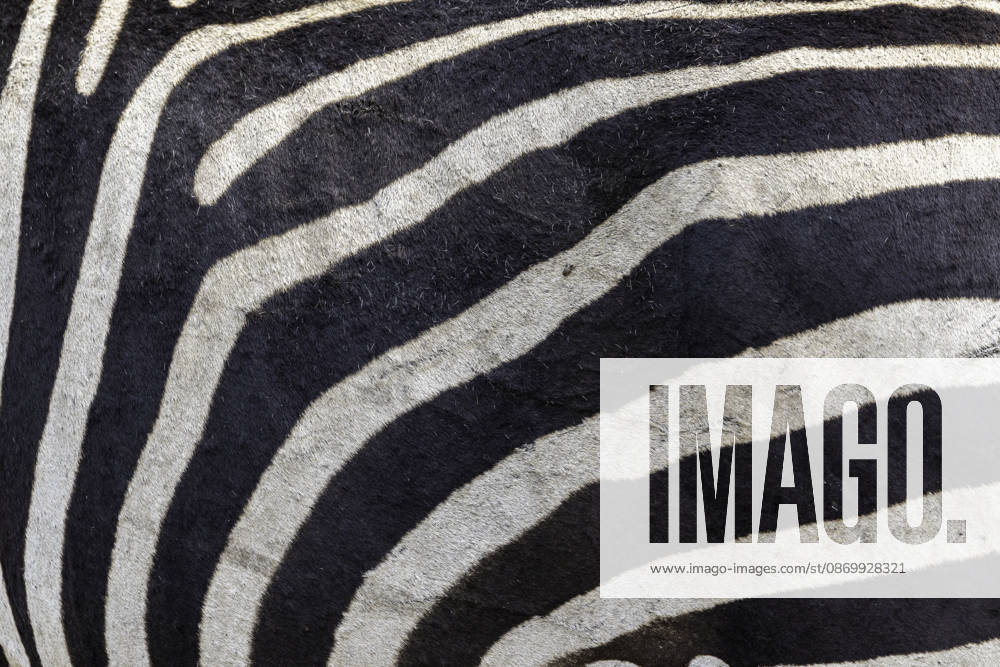 Extreme close up of a zebra s striped fur Akashenshero, Western Region, Uganda CR_JFZH261017-2143470-01 ,model released, Symbolfoto ,property released