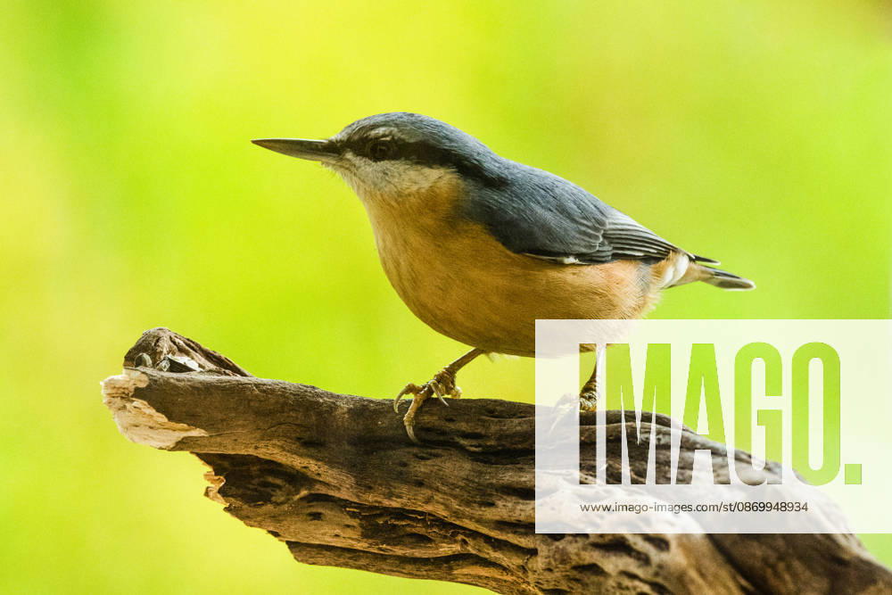 A nuthatch (Sitta europaea) perched on a branch in Leutkirch, Baden-Württemberg, Germany. A nuthatch is perched on a branch