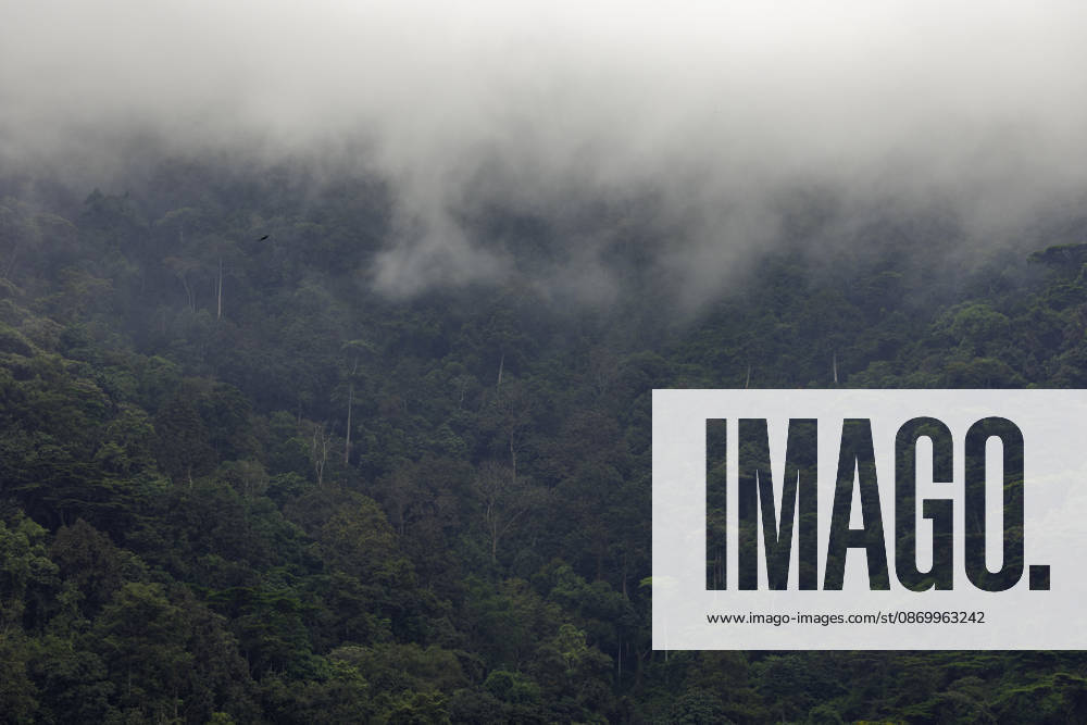 Misty forest landscape with lush green trees and flying bird Bwindi Impenetrable National Park, Western Region, Uganda R_JFZH261017-2143508-01 ,model released, Symbolfoto ,property released