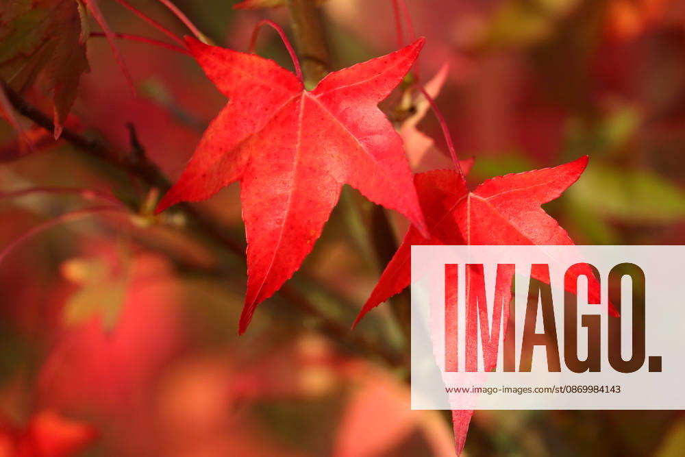 Leaves of the sweetgum tree (Liquidambar styraciflua) in brilliant red. Now autumn is setting in, and winter is on its way. Autumn scenes in Herleshausen, Germany, GER, Germany, October 16, 2026 An American sweetgum tree in the Ringgau low mountain range of Hesse, set against a blue-and-white sky in bright sunshine