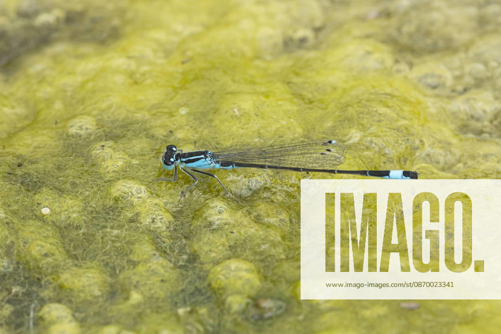 Great Unlucky bubble Ischnura elegans , Men at a Algae mat, Side view, Germany Common ischnura, Blue Tailed Damselfly Ischnura elegans , Male ON to Algae mat, Side view, Germany BLWS755533