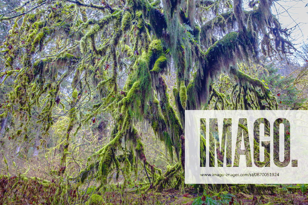 Hoh Rainforest, Olympic National Park