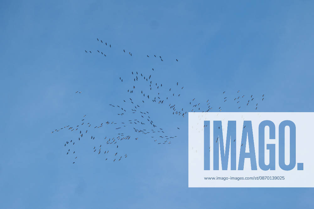 A flock of birds flies across the blue sky, October 26, 1919, Selters; stock photo, illustrative image, symbolic image, illustrative photo, Everyday scene: Numerous birds fly in loose, widely scattered groups against a cloudless blue sky. The photo was taken from below; the birds are visible as dark silhouettes with