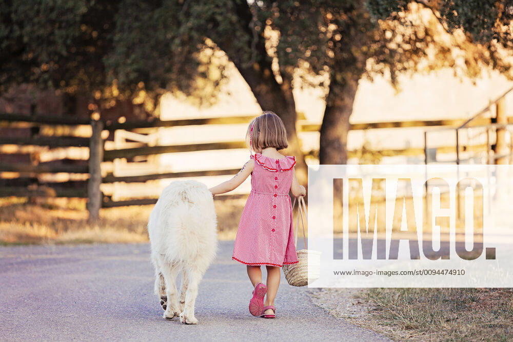 IMAGO Creative: Sommer, Abendspaziergang Back view of little girl walking beside big white dog on country road model released Symbolfoto property released XCF00224